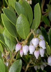 arctostaphylos franciscana thumbnail image